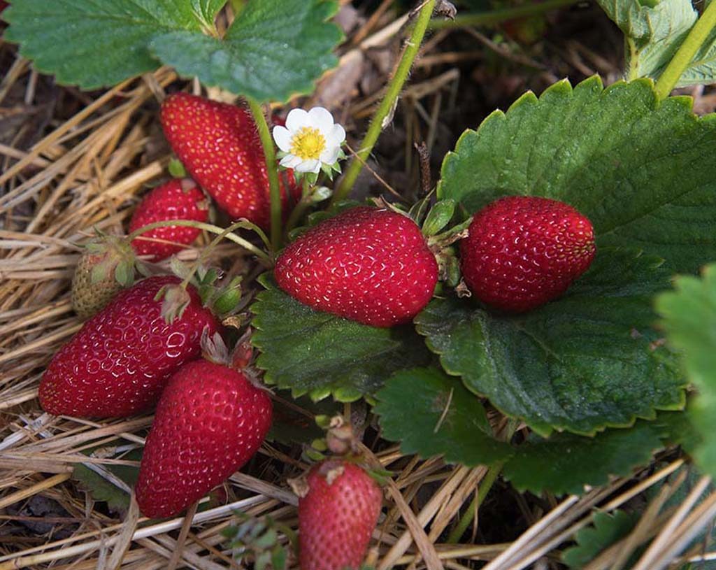 albion strawberry variety