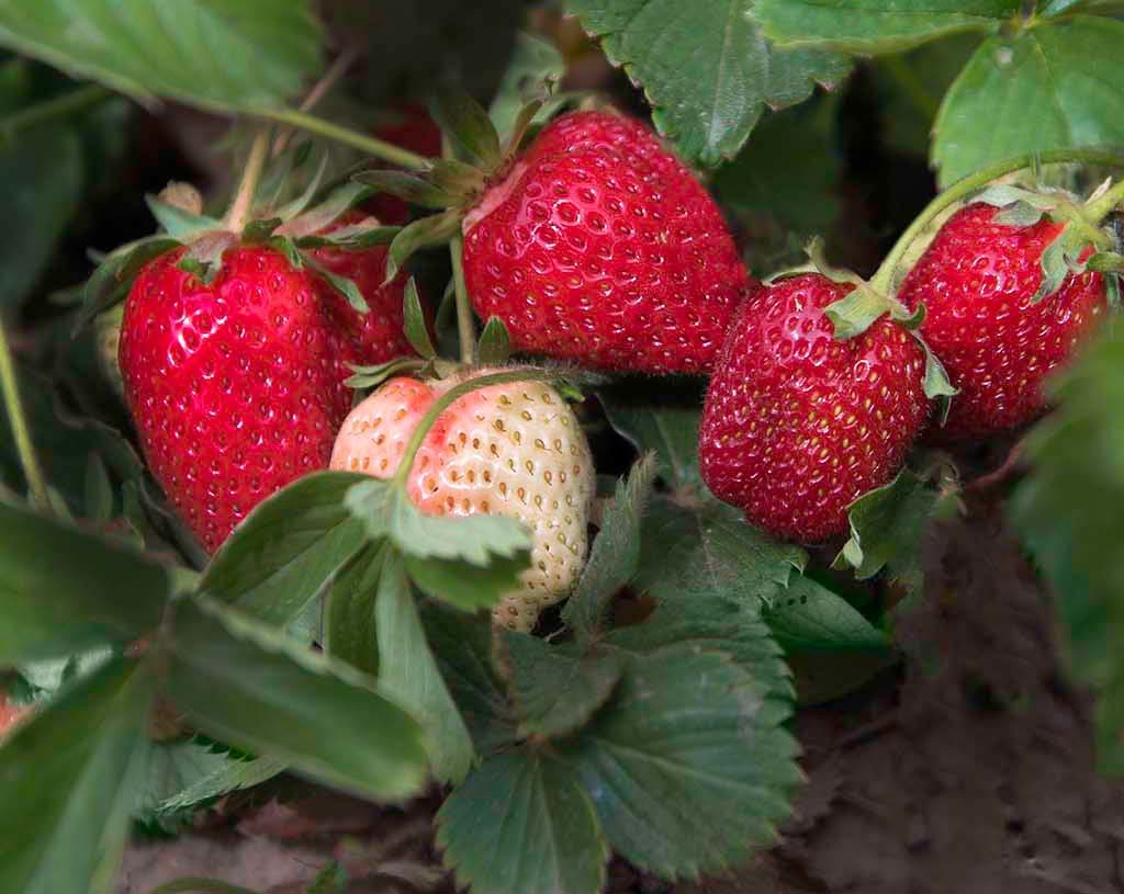 mary's peak strawberry variety