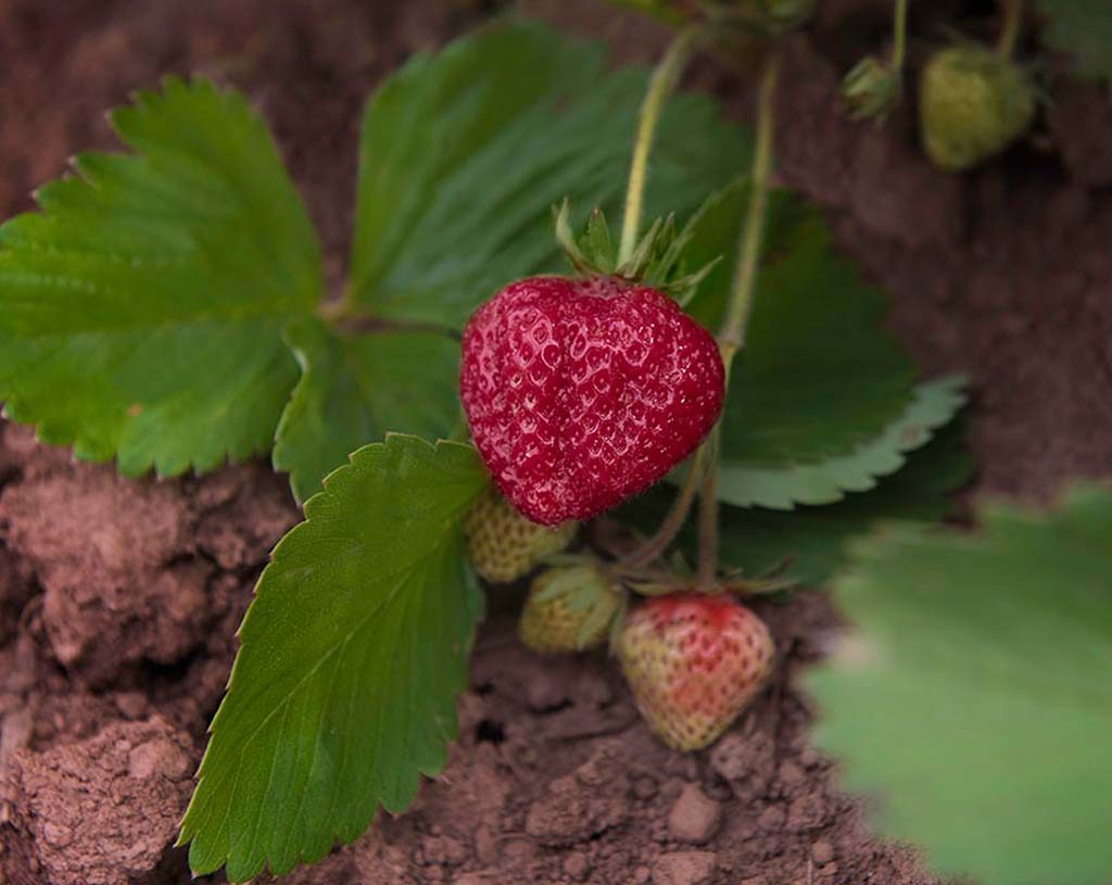 shuksan strawberry variety