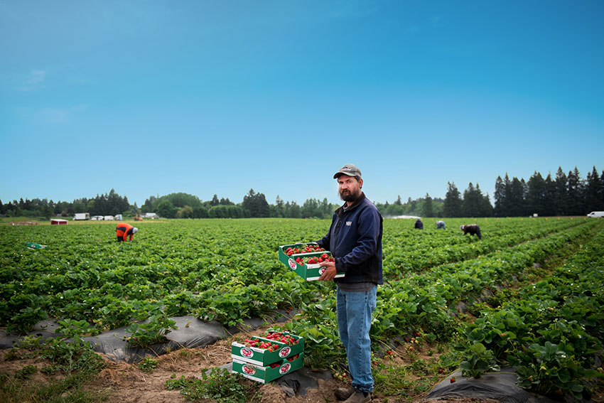 oregon strawberries snigerev grower in strawberry field