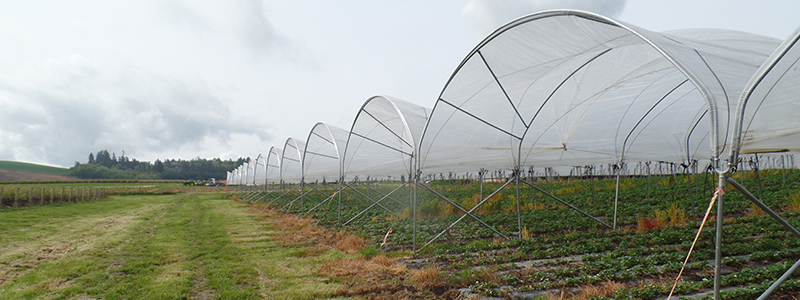 Albion Strawberries in Tunnels - Image Provided by the Northwest Berry Foundation