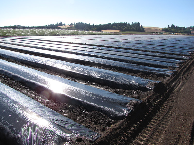 Shaped Strawbgerry Beds with Plasticulture - Image Provided by the Northwest Berry Foundation